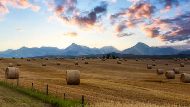 Alberta field